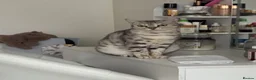 Egyptian Mau cats for sale: Beautiful Egyptian Mau Cat in South Croydon - Advert 4