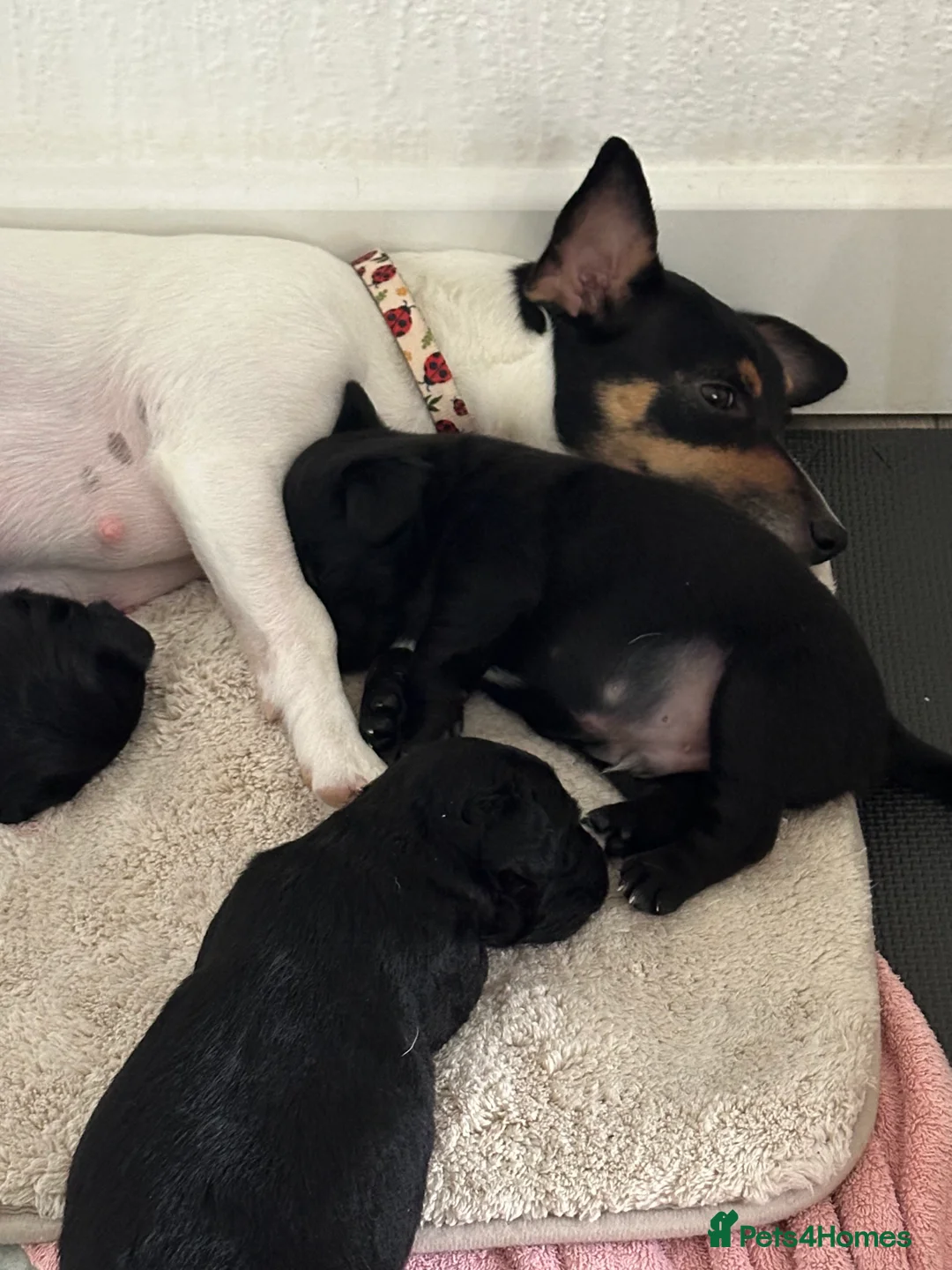 Patterjack dogs for sale: Patterjack puppies  in Chorley - Advert 2