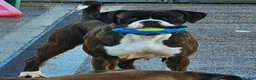 Boxer dogs for sale: Brindle & White 5 Year old Female - Advert 1