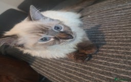Ragdoll cats for sale: TICA Ragdoll Kittens (pet only)  - Image 21