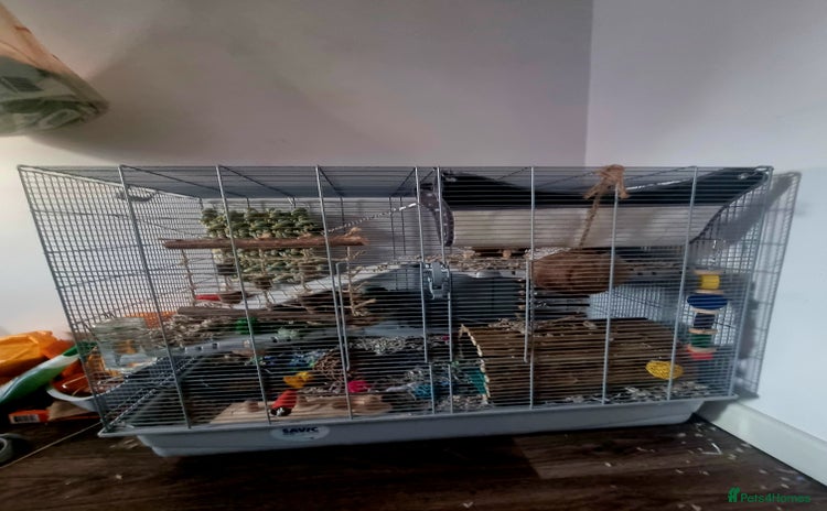 Rat rodents - Advert 1