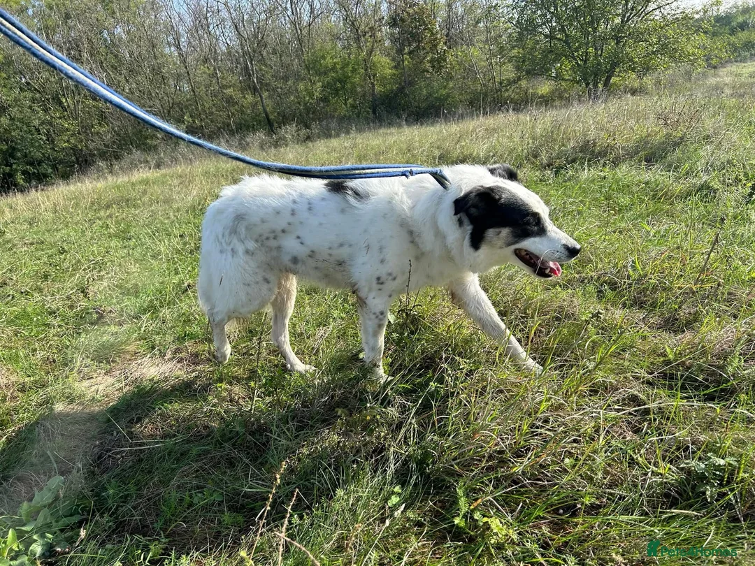 Mixed Breed dogs for adoption: Queenie - Norwich Norfolk  in Norwich - Advert 12