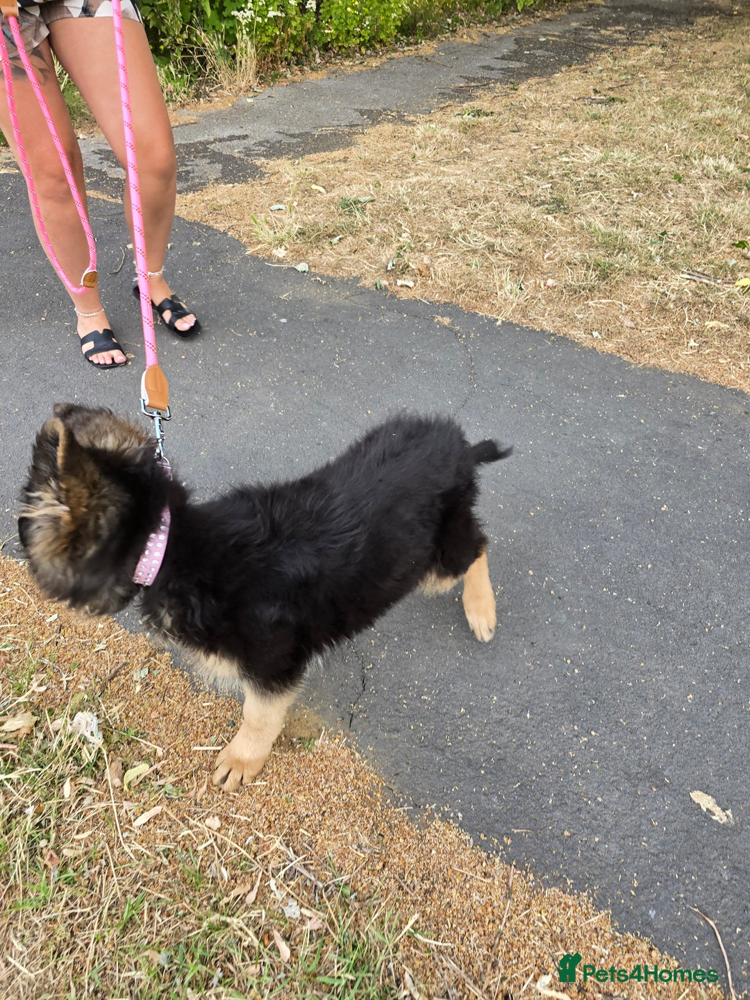 German Shepherd dogs for sale: 6 Month Old Millie  - Image 8