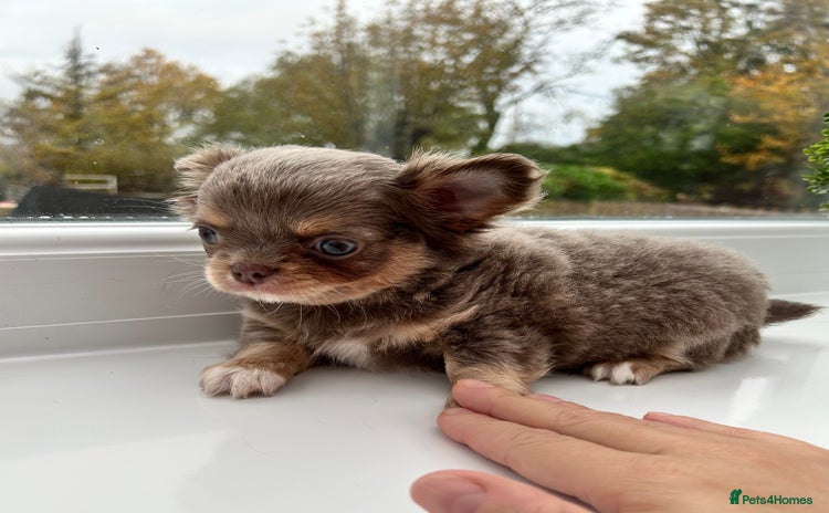 Chihuahua dogs - Advert 2