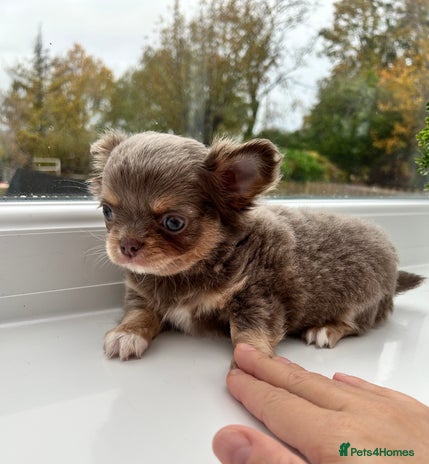 Chihuahua dogs - Advert 3