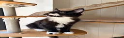 Maine Coon cats for sale: Gccf male Maine coon kitten  - Advert 16