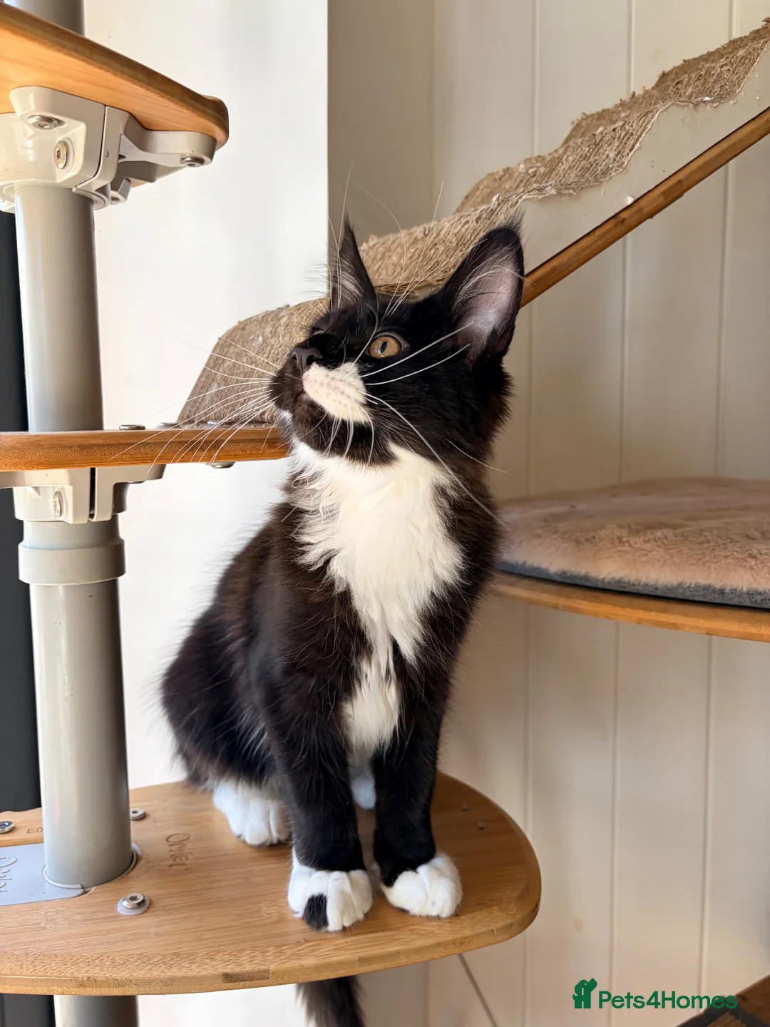 Maine Coon cats for sale: Gccf male Maine coon kitten  - Advert 16