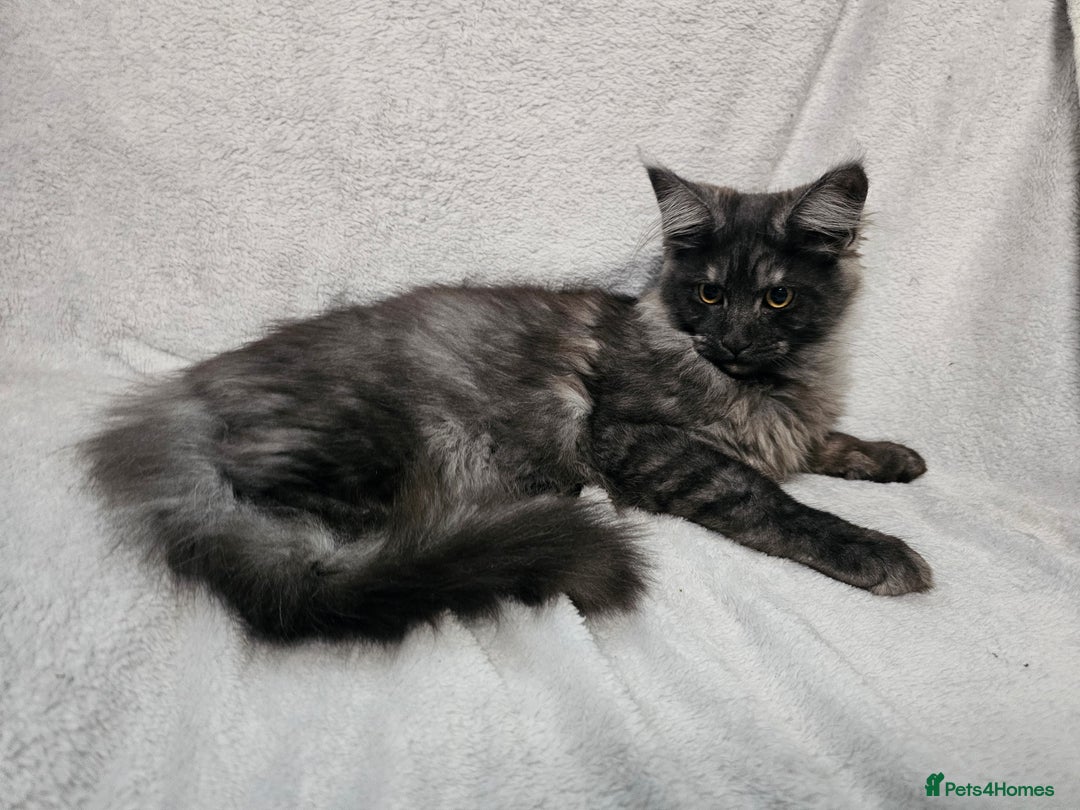 Maine Coon cats for sale: Black Smoke Kittens - Advert 8