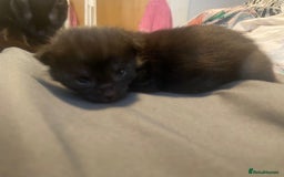 Maine Coon cats for sale: Maine coon cross kittens  - Image 6