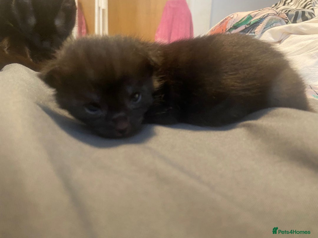 Maine Coon cats for sale: Maine coon cross kittens  - Image 6