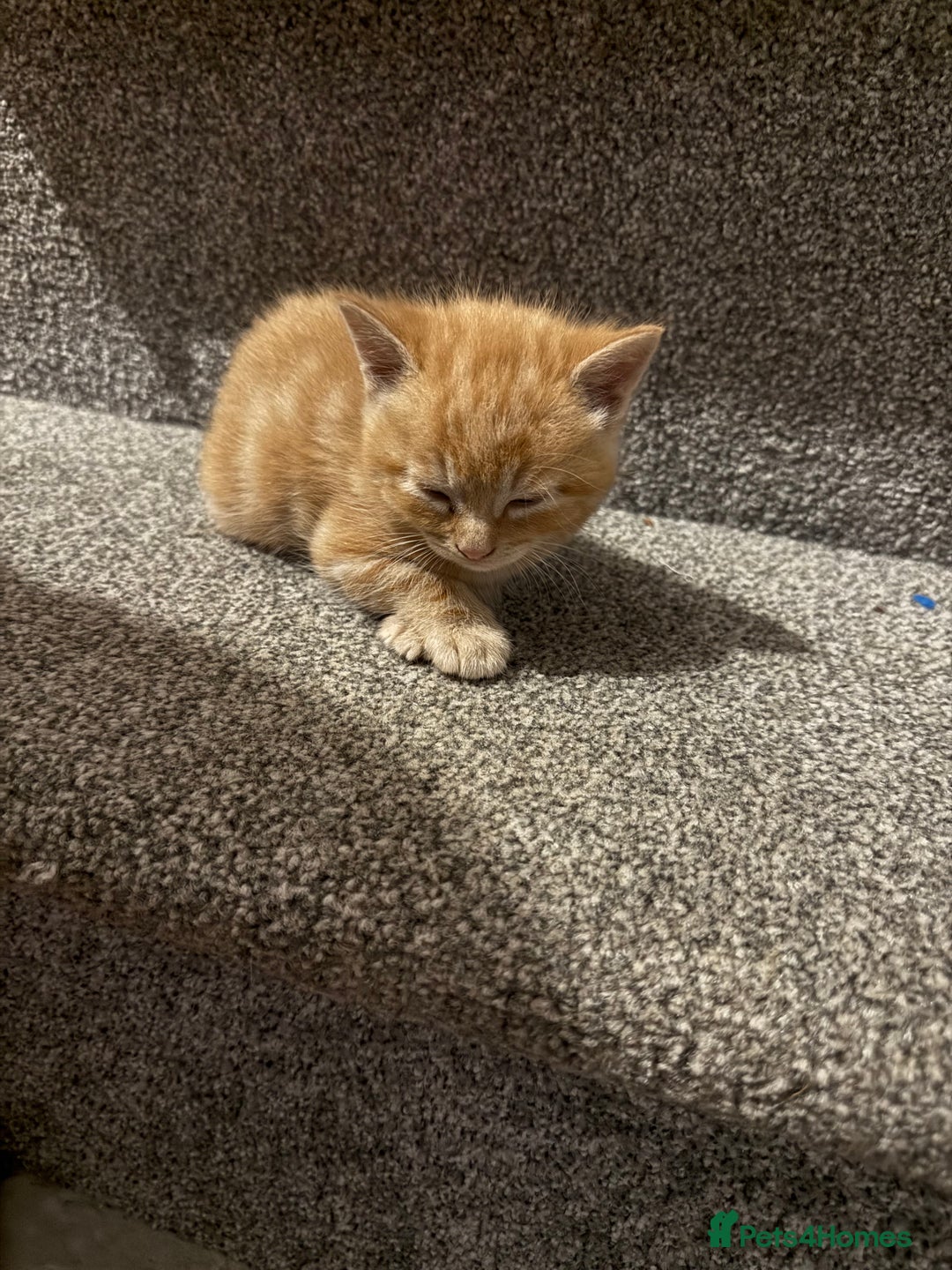 British Shorthair cats for sale: Gorgeous kittens  - Advert 16