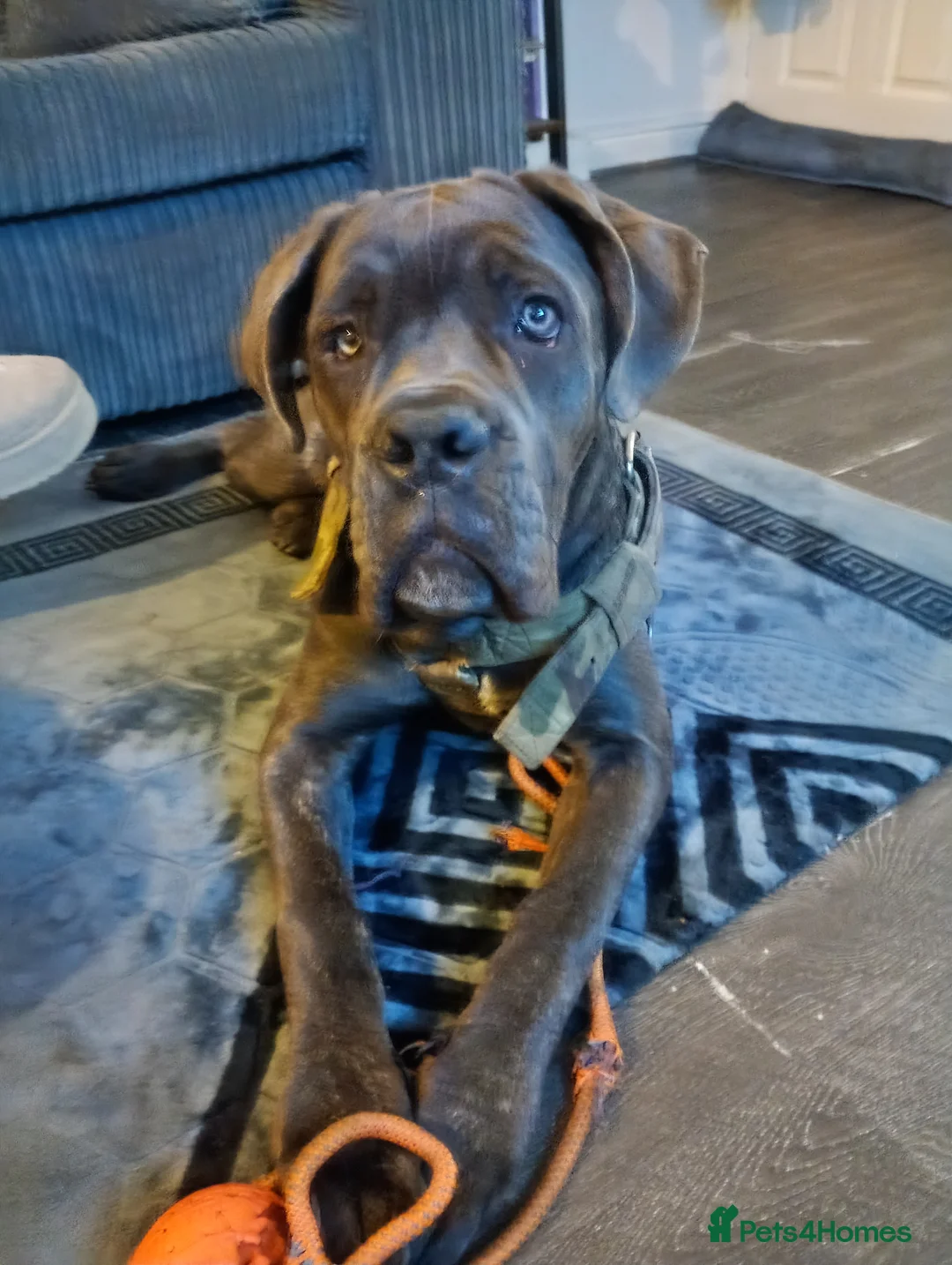 Cane Corso dogs for sale: Cane corso 6 months old 900 ono - Advert 2