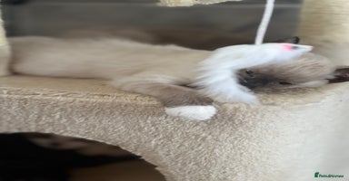 Ragdoll cats - Advert 16