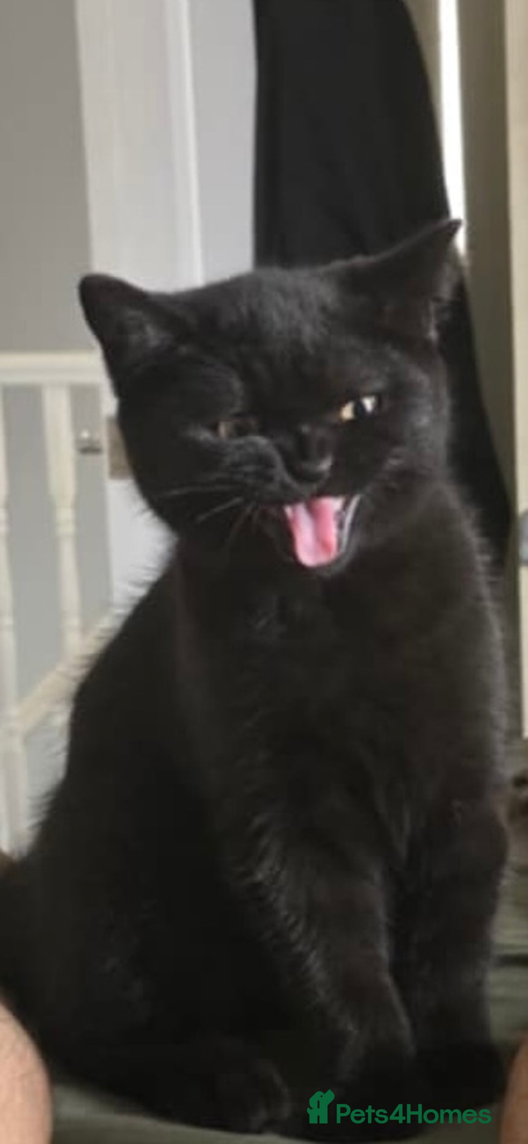 British Shorthair cats for sale: Stunning Unique Pedigree Black British Shorthair  - Advert 2