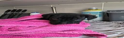 Mixed Breed dogs for sale: Cane corso cross American bulldog  - Advert 13