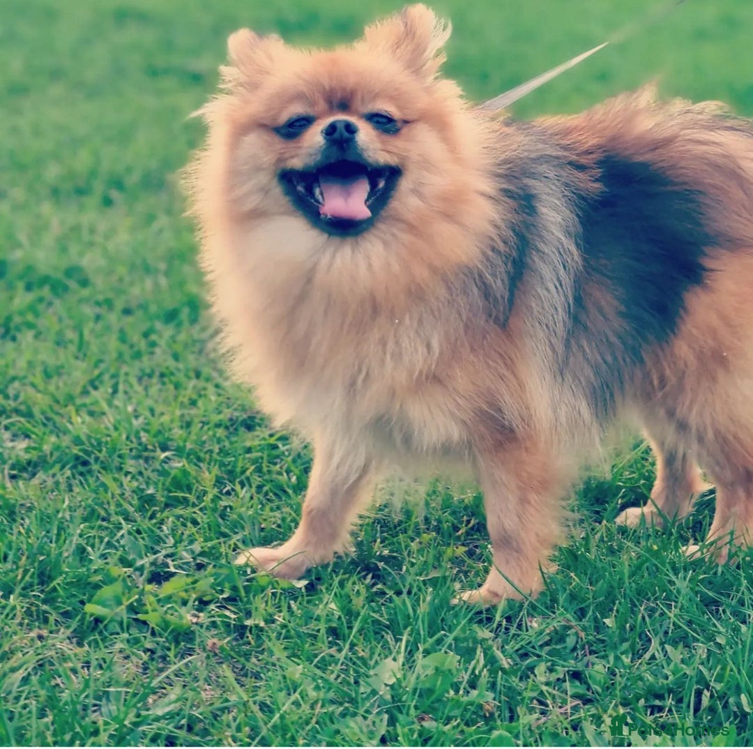 German Spitz dogs for sale: KC Reg Show Type German Spitz (Klein) For Sale. - Image 18