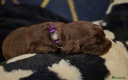 Cocker Spaniel dogs for sale: Cocker spaniel puppies - Image 24