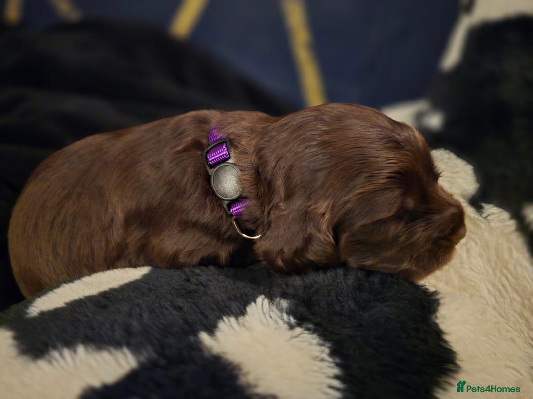 Cocker Spaniel dogs for sale: Cocker spaniel puppies - Image 24