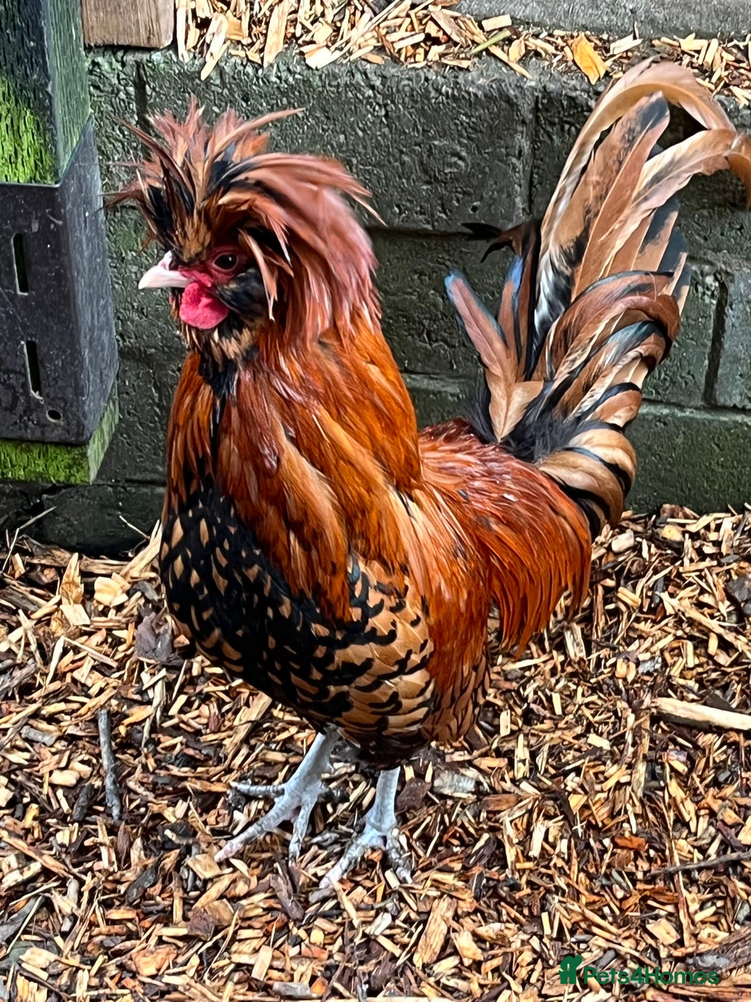 Chickens poultry for sale: Stunning Polish Cockerel Rooster Golden Lace Tame - Advert 3
