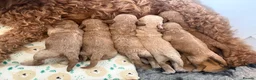 Cockapoo dogs for sale: F1B Cockapoos  in Chelmsford - Advert 2