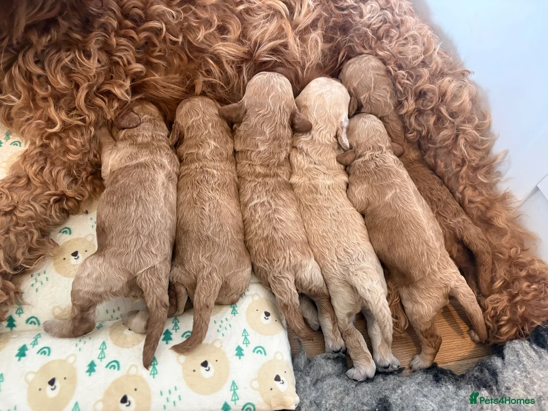 Cockapoo dogs for sale: F1B Cockapoos  in Chelmsford - Advert 2