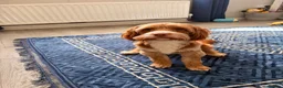 Cockapoo dogs for stud: Stud my dog - Advert 3