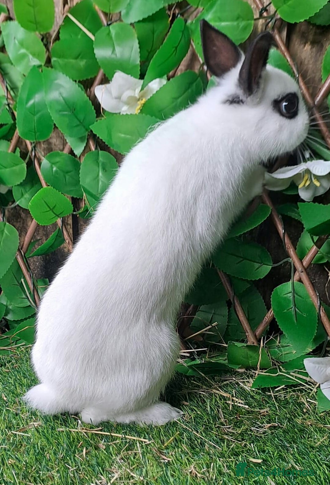 Netherland Dwarf rabbits for sale: PURE Netherland Dwarfs Vaccinated REDUCED READY    - Image 4