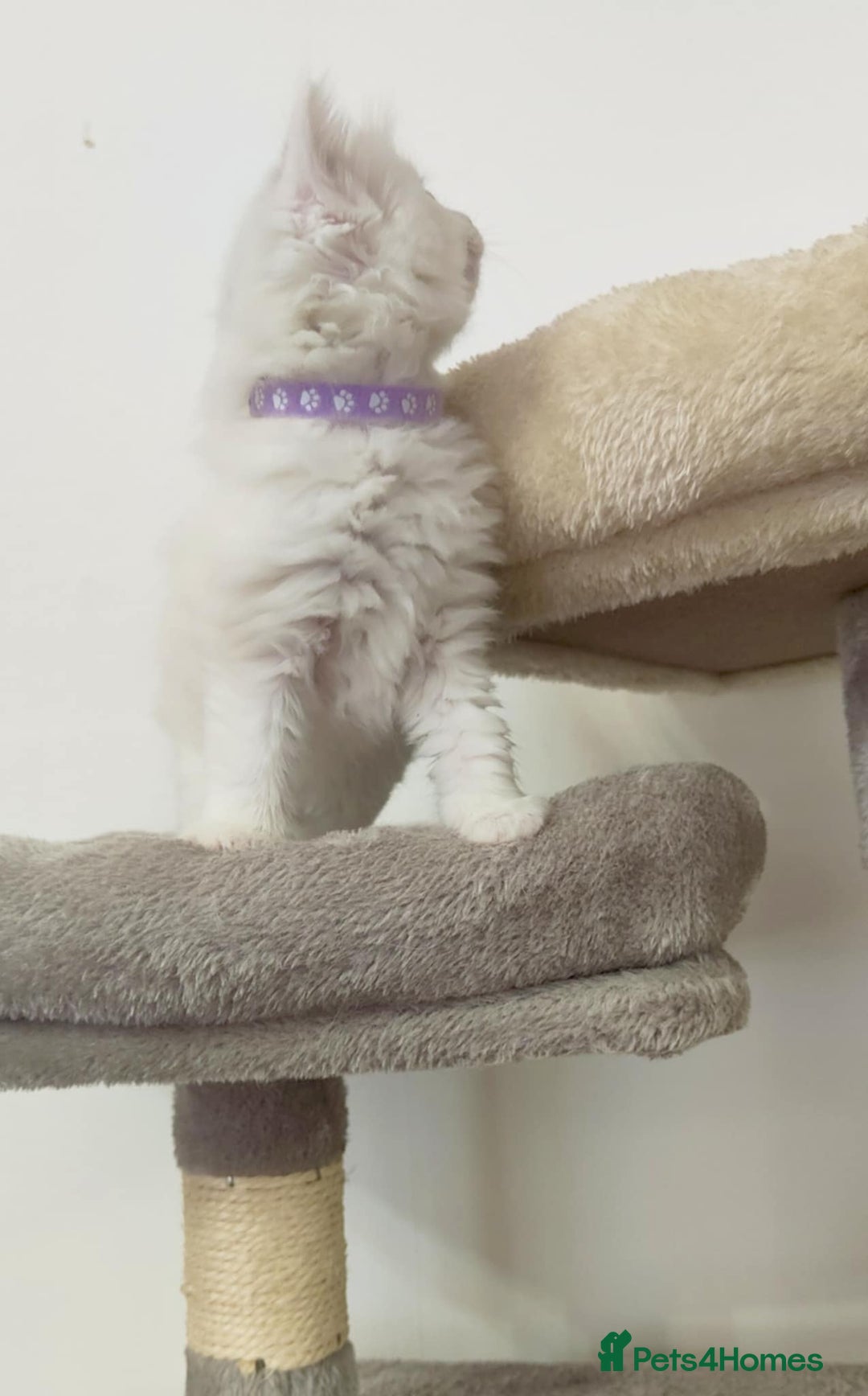 Ragdoll cats for sale: ❤️ Sweet Purrs Await: Your Ragdoll Friend ❤️ - Advert 3