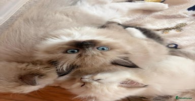Ragdoll cats - Advert 9