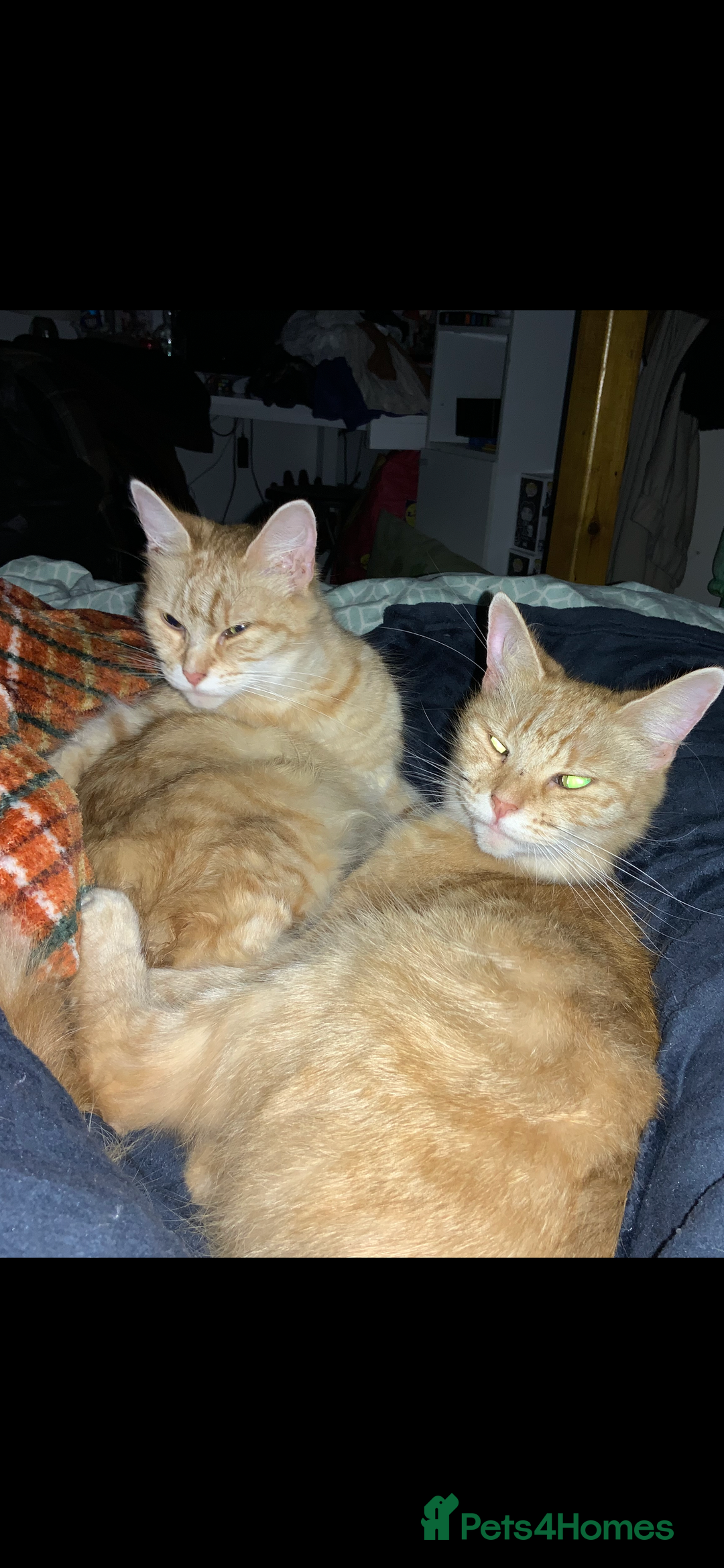 Mixed Breed cats for sale: Sammy and Tammy  - Advert 5