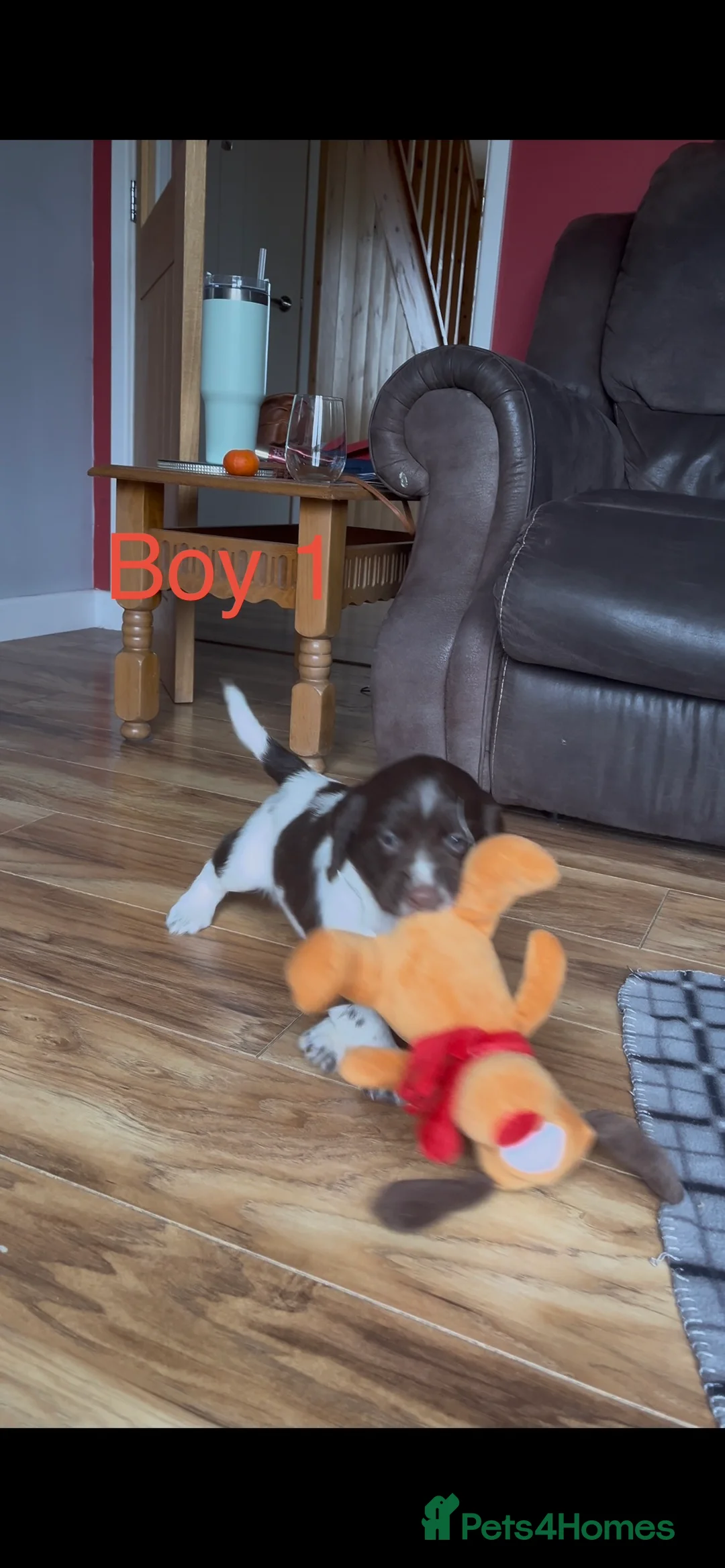 English Springer Spaniel dogs for sale: 5 beautiful English springer spaniel puppies  - Advert 4