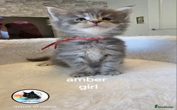 Maine Coon cats for sale: Maine coon kittens - Image 3