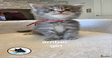 Maine Coon cats - Advert 8