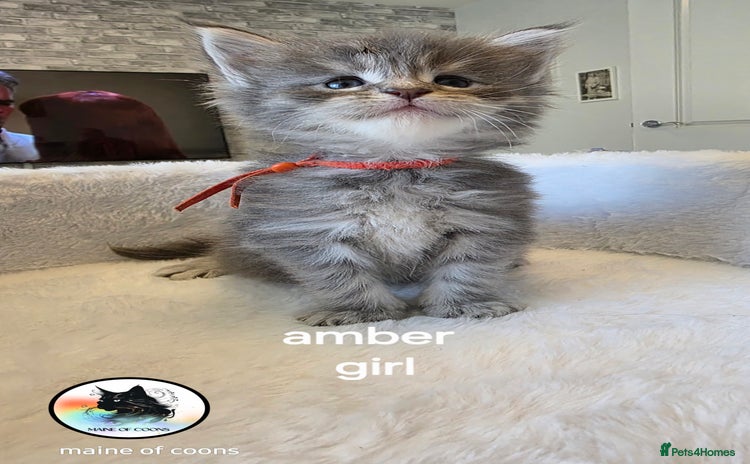 Maine Coon cats - Advert 13