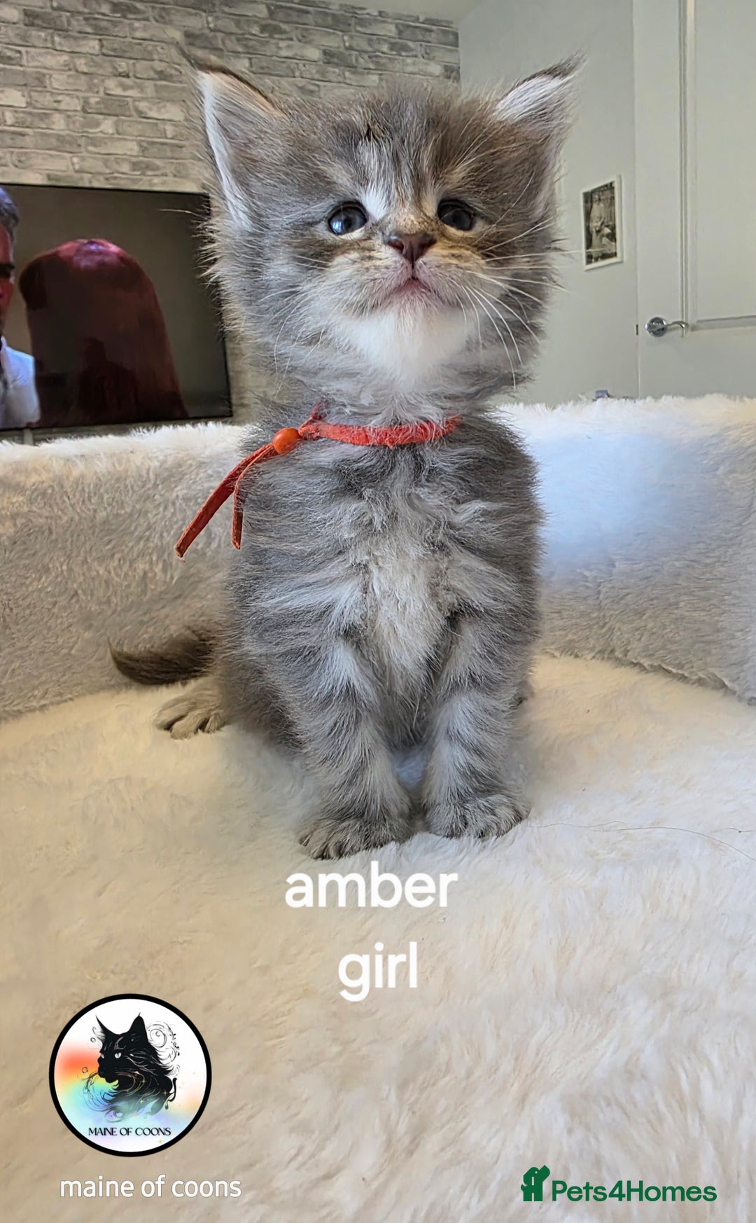 Maine Coon cats for sale: Maine coon kittens - Image 3