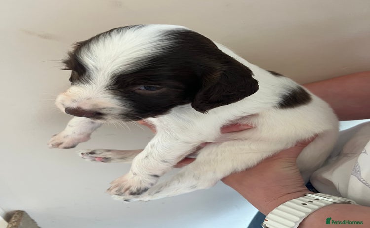 English Springer Spaniel dogs - Advert 1