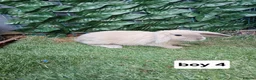 Mixed Breed rabbits for sale: Mini lop X lion head  - Advert 5