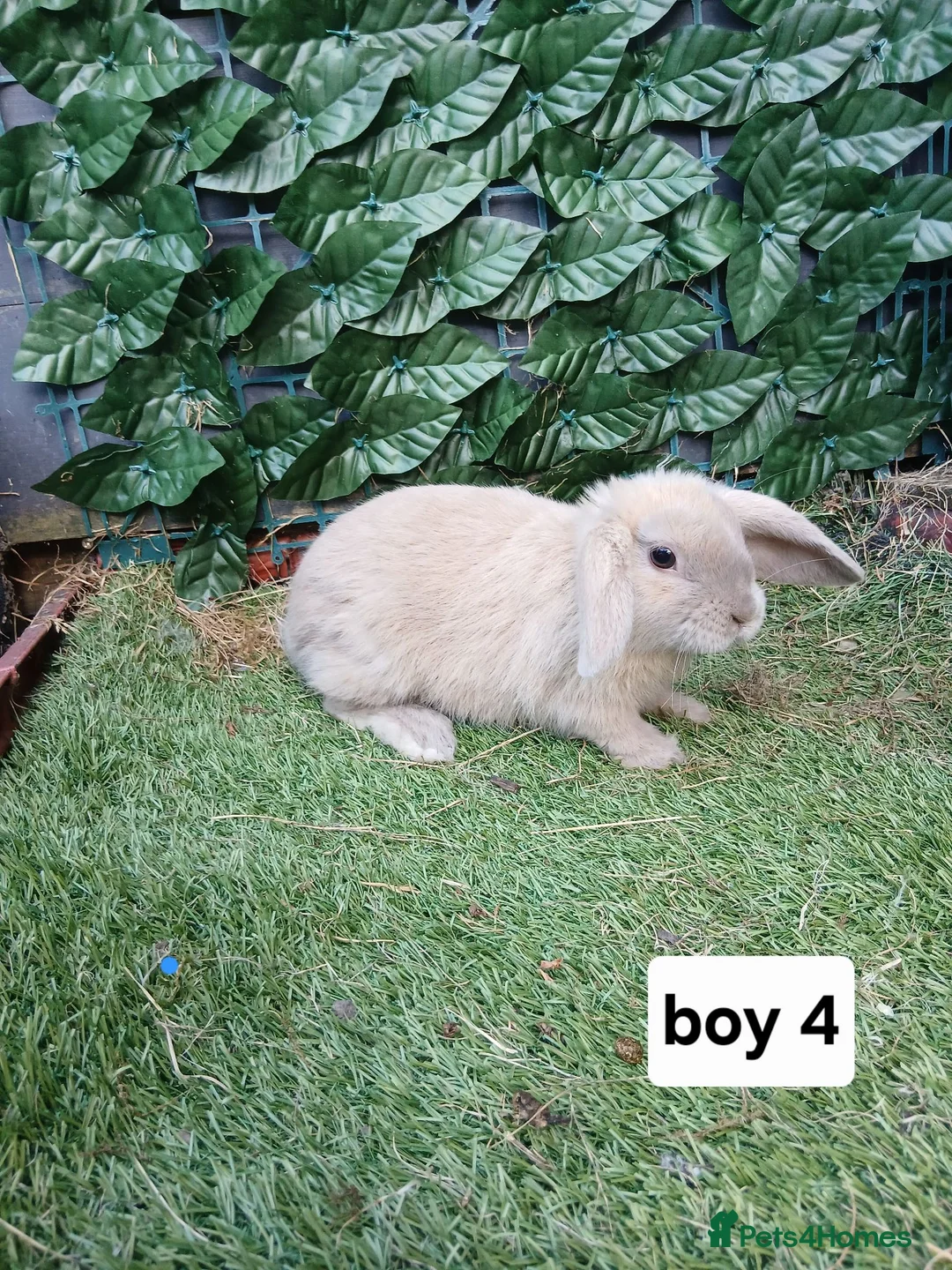Mixed Breed rabbits for sale: Mini lop X lion head  - Advert 5