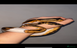 Snake reptiles for sale: 6 month old male ball python - Image 1