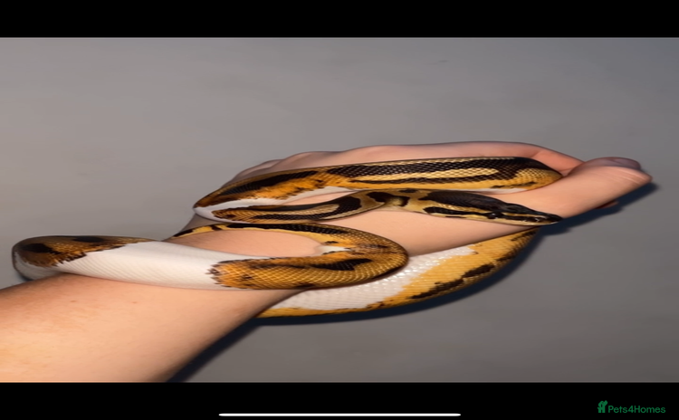 Snake reptiles - Advert 13