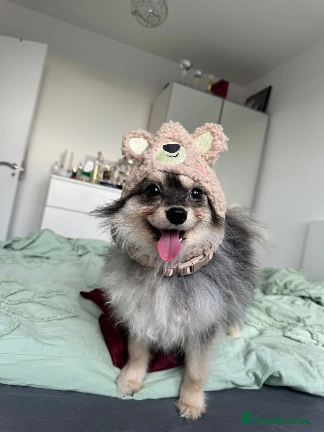 German Spitz dogs for sale: Two dogs in Isleworth - Advert 3