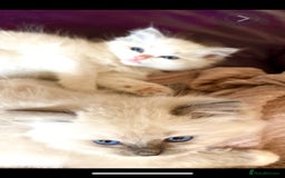 Ragdoll cats for sale: Ragdoll Kittens ready now* - Image 6
