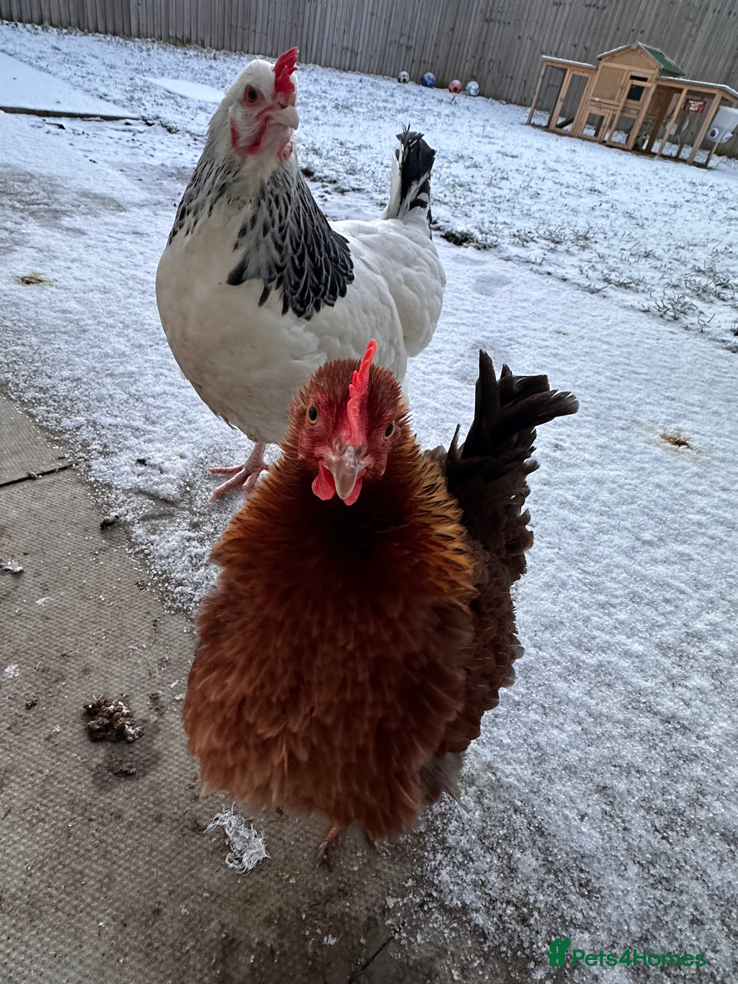 Chickens poultry Two Hens for Rehoming – Very Friendly - Advert 1