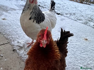 Chickens poultry Two Hens for Rehoming – Very Friendly - Advert 12