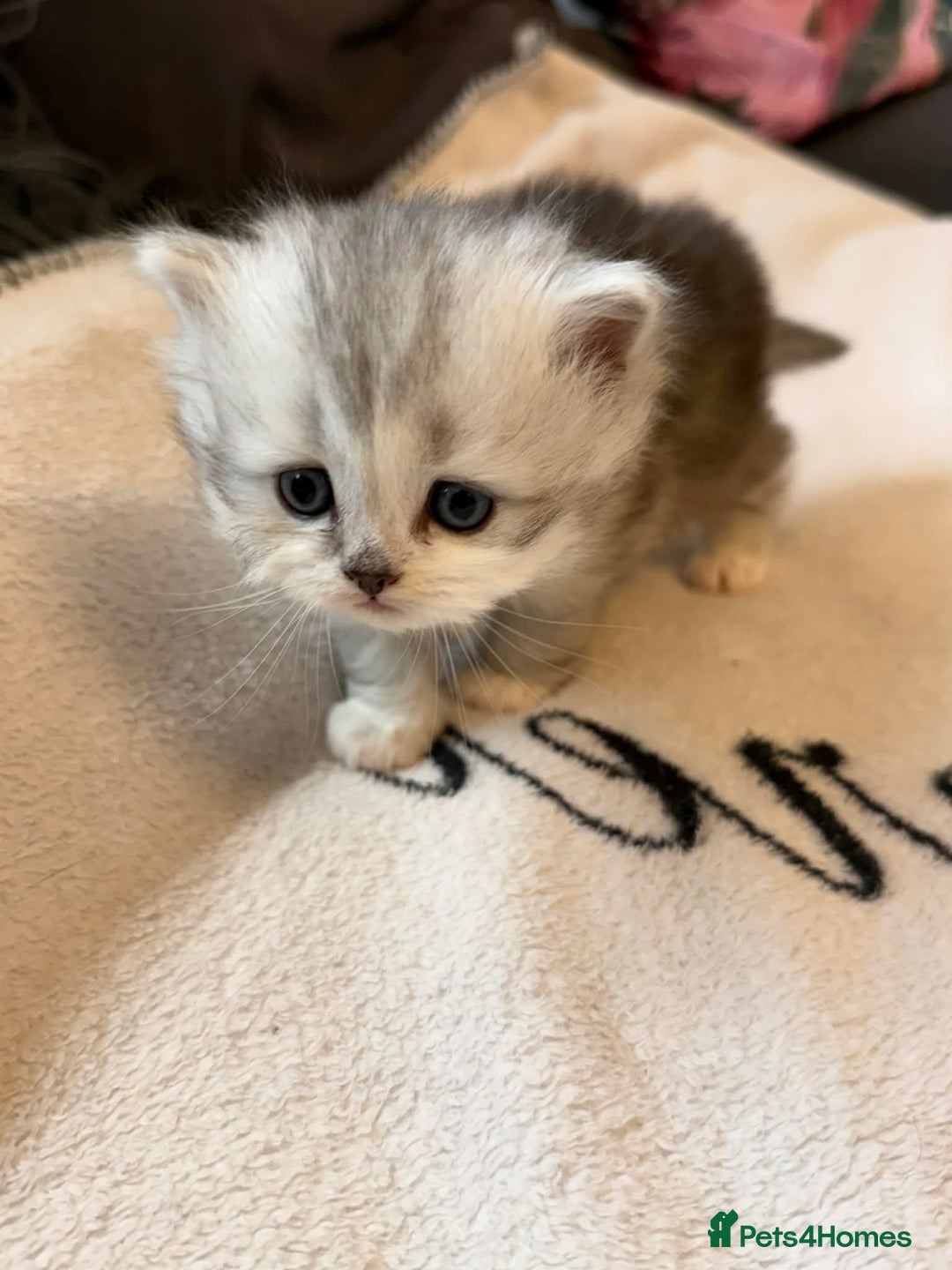 Scottish Fold cats for sale: Scottish fold / straight Kittens  - Advert 18