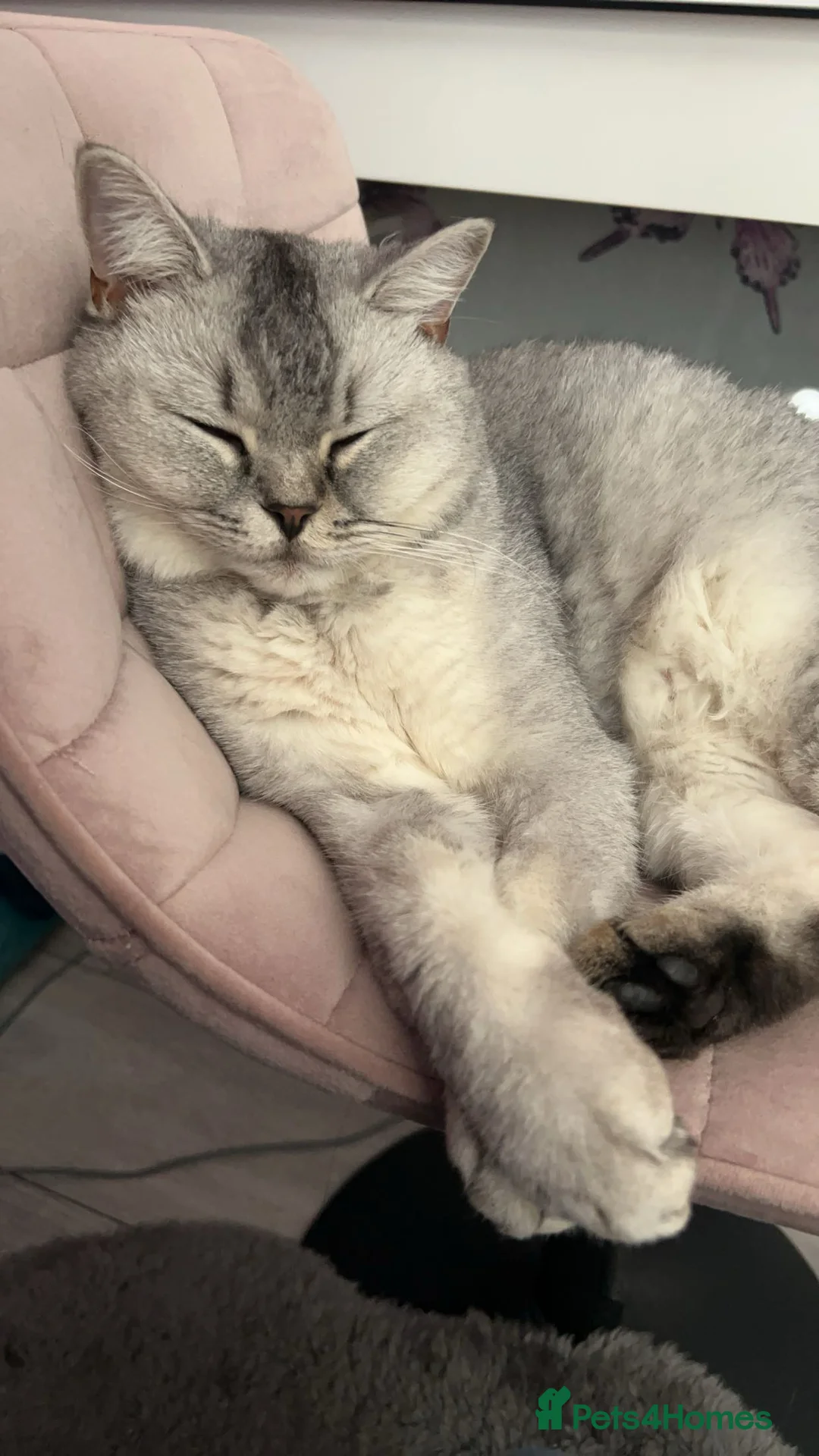 Scottish Fold cats for sale: Hi, This is star Scottish fold/straight ears. - Advert 2