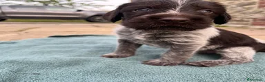 German Wirehaired Pointer Puppy 4