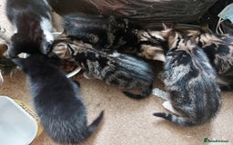 Mixed Breed cats for sale: 6 Beautiful Kittens Ready for New Homes - Image 1