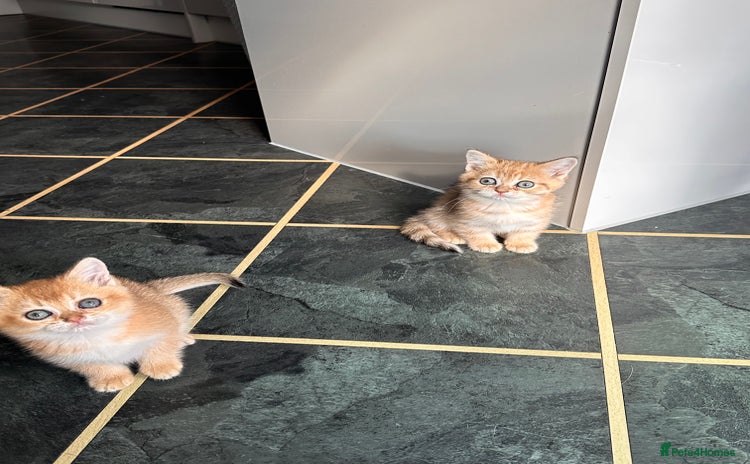 Scottish Fold cats - Advert 8