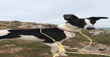 Whippet dogs - Advert 13